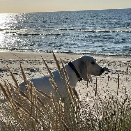 Dębina Jagódka Debina (Ustka)